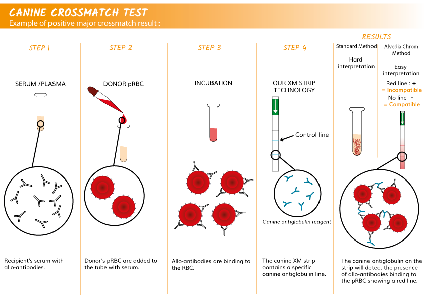 crossmatch-test-procedure-blood-cross-matching-compatibility-test